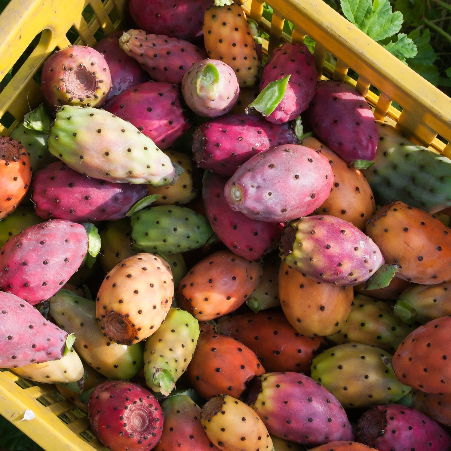 Il Menù: Prickly Pear