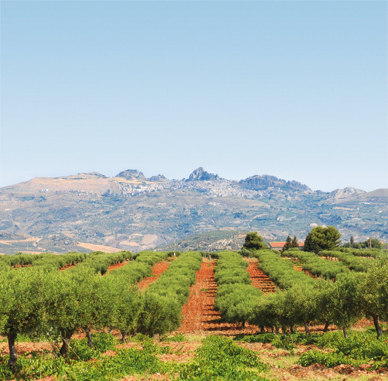 Harvesting Our Olives- Irene Forte Skincare