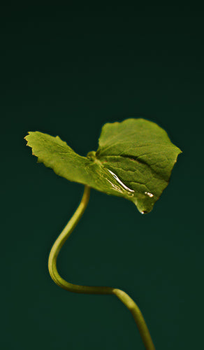 mobile-image