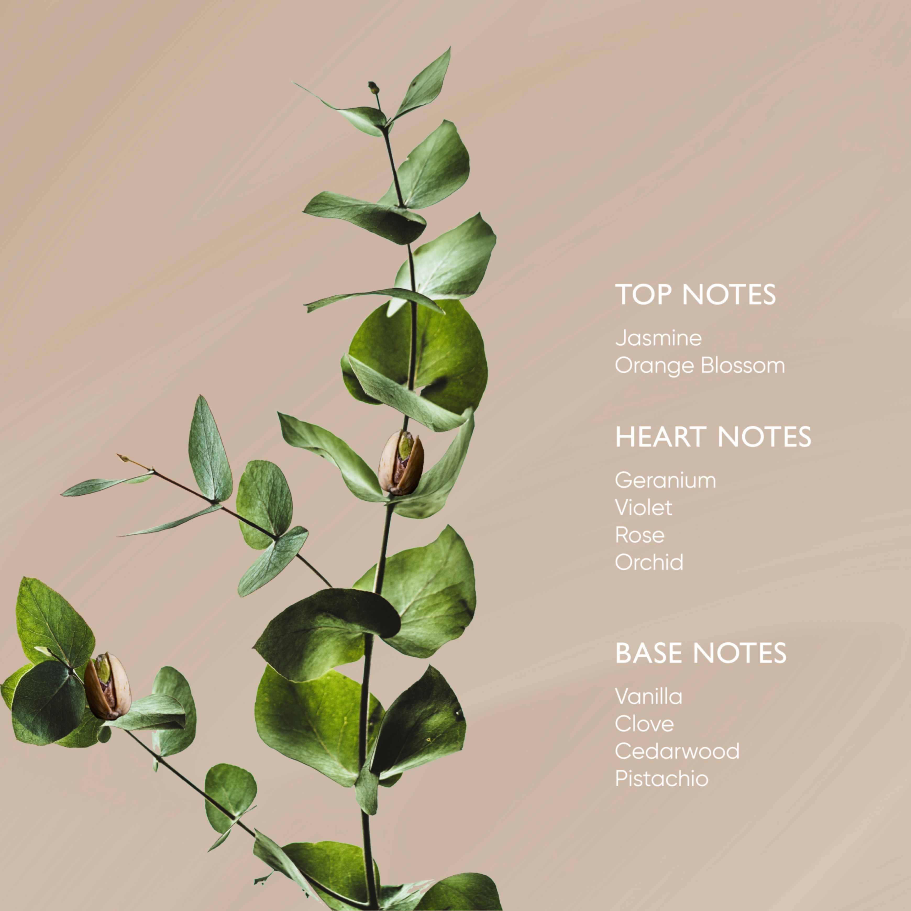 Pistachio Body Oil